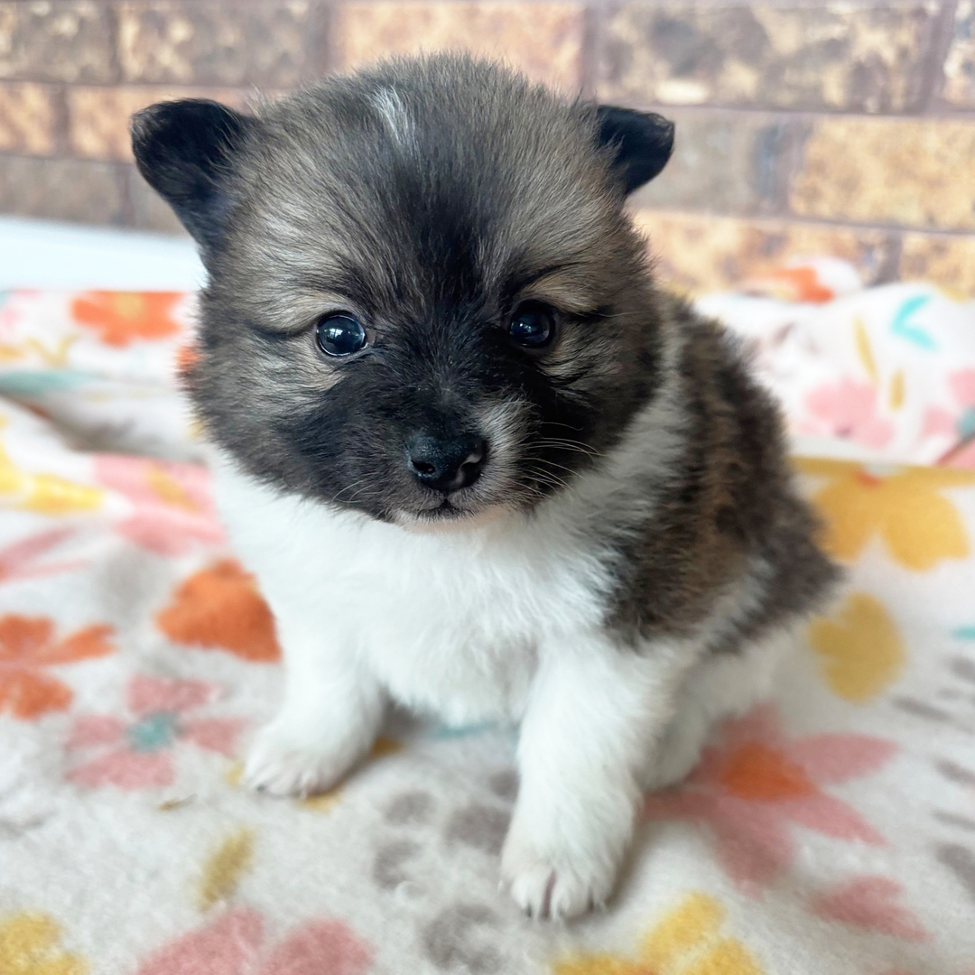 Shamrock - Pomeranian Puppy